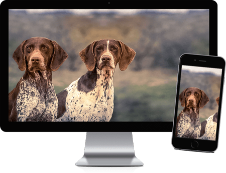 Två snygga hundar till webbsidan